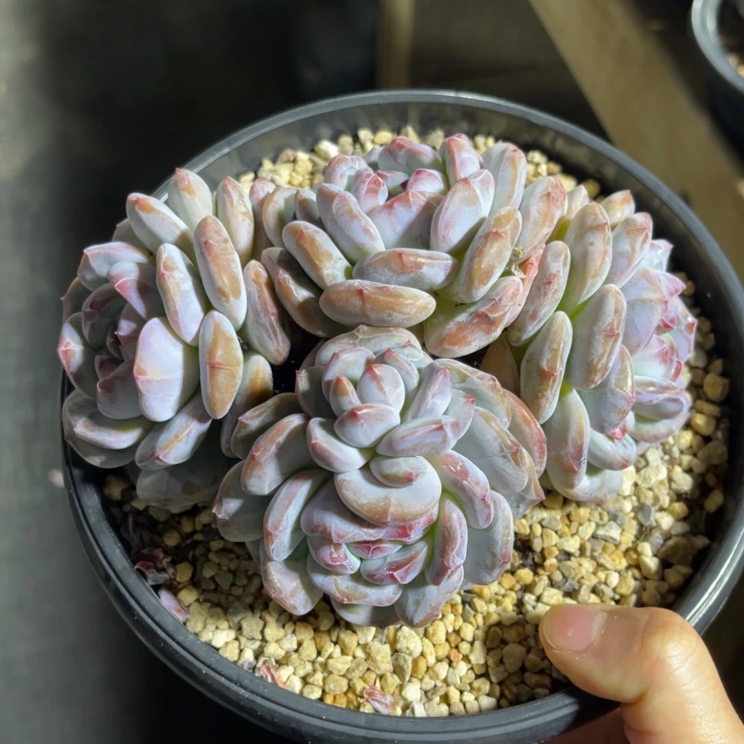 星影 一物一拍不支持退换