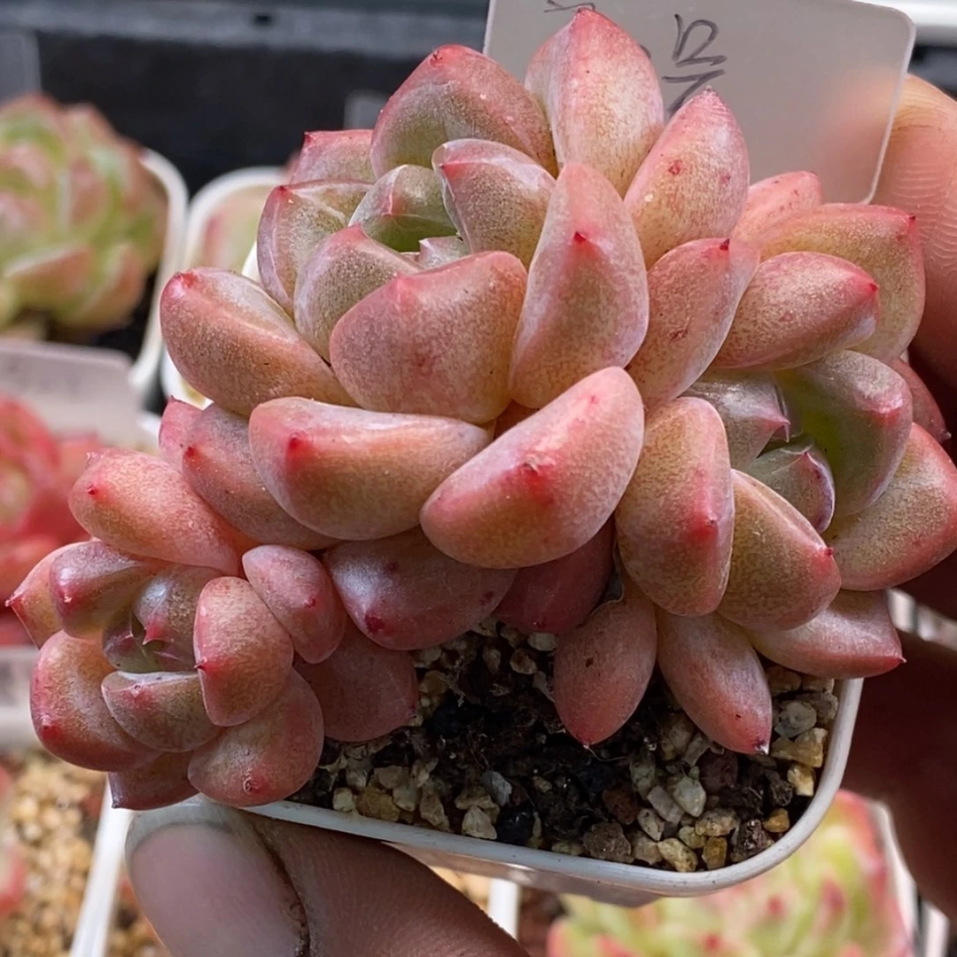 天官赐福百无禁忌