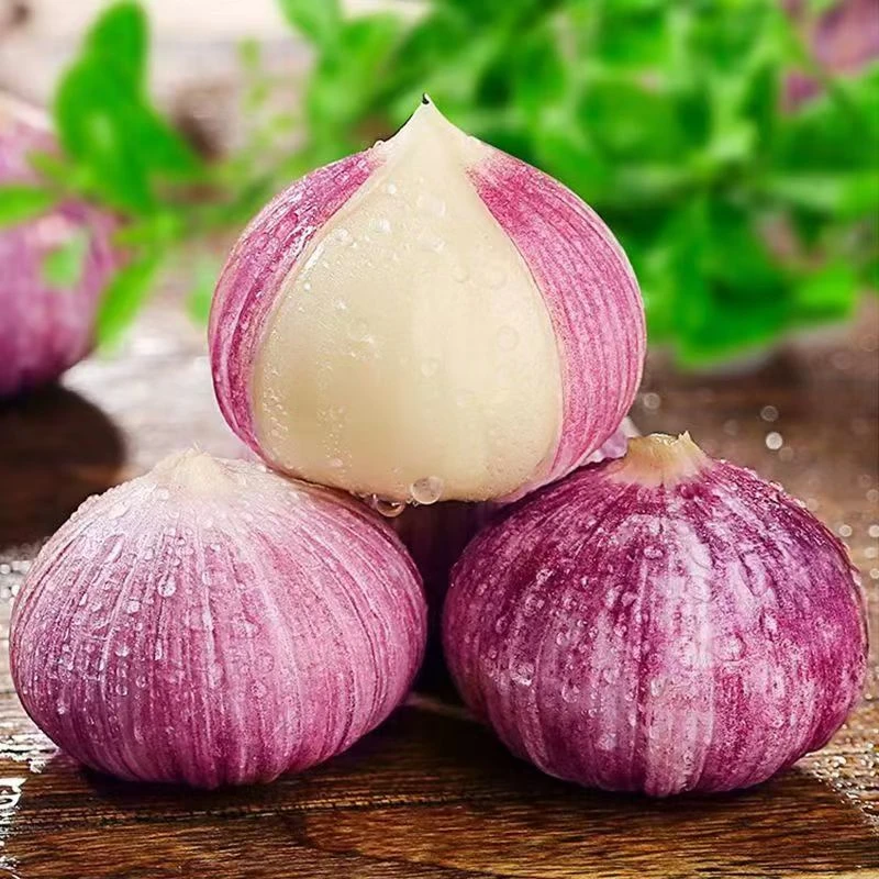 【2025年4月新独头蒜】云南大理紫皮独头蒜大蒜新鲜现挖辛辣饱满