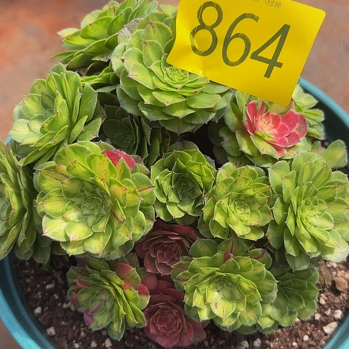 多肉植物福利864个