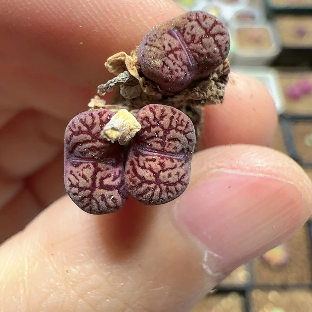 【闪购商品】254 勋章