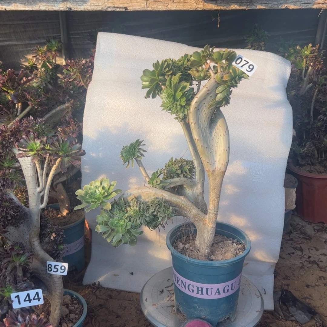 原始绿079宽高37厘米