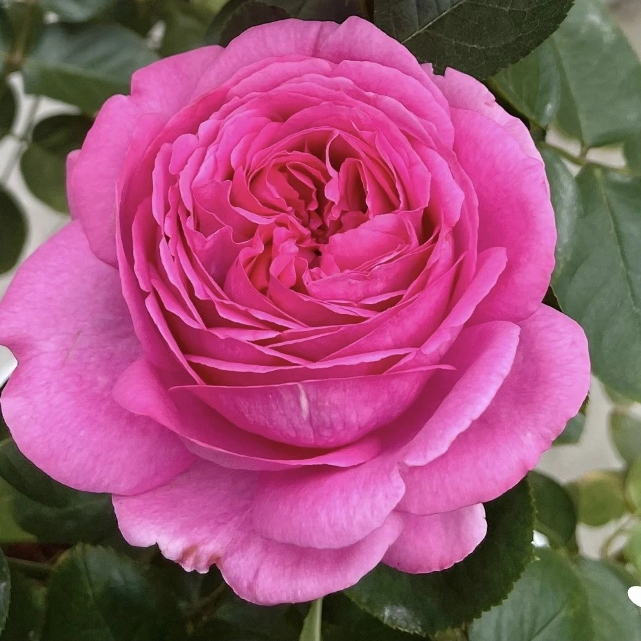 伊芙婚礼盒2加仑成都大苗修剪发货露天苗