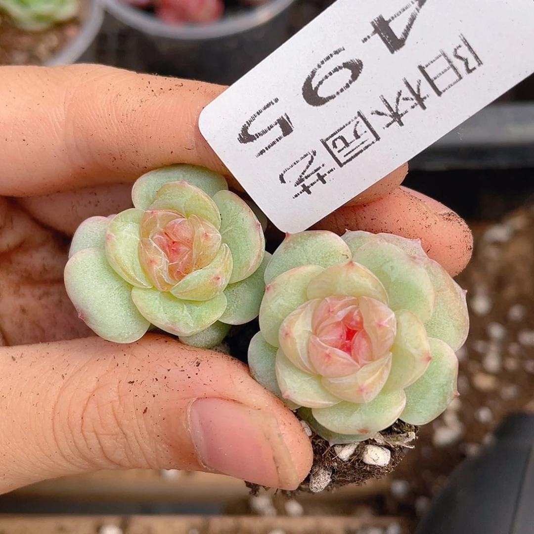 多肉植物多肉植物495