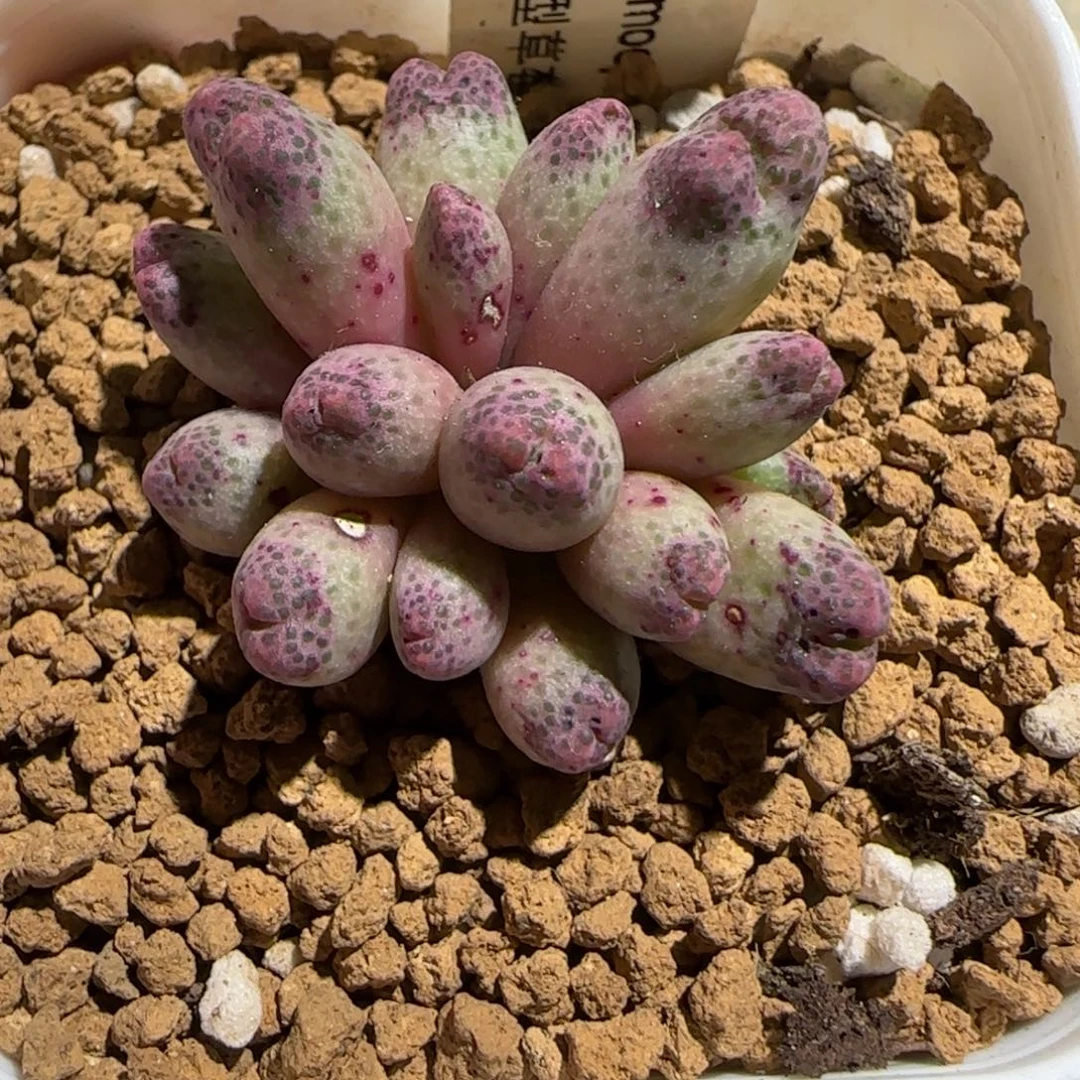 肉锥多肉植物组合-草莓斑马有疤882