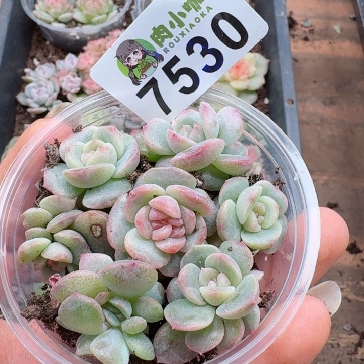 多肉植物多肉植物