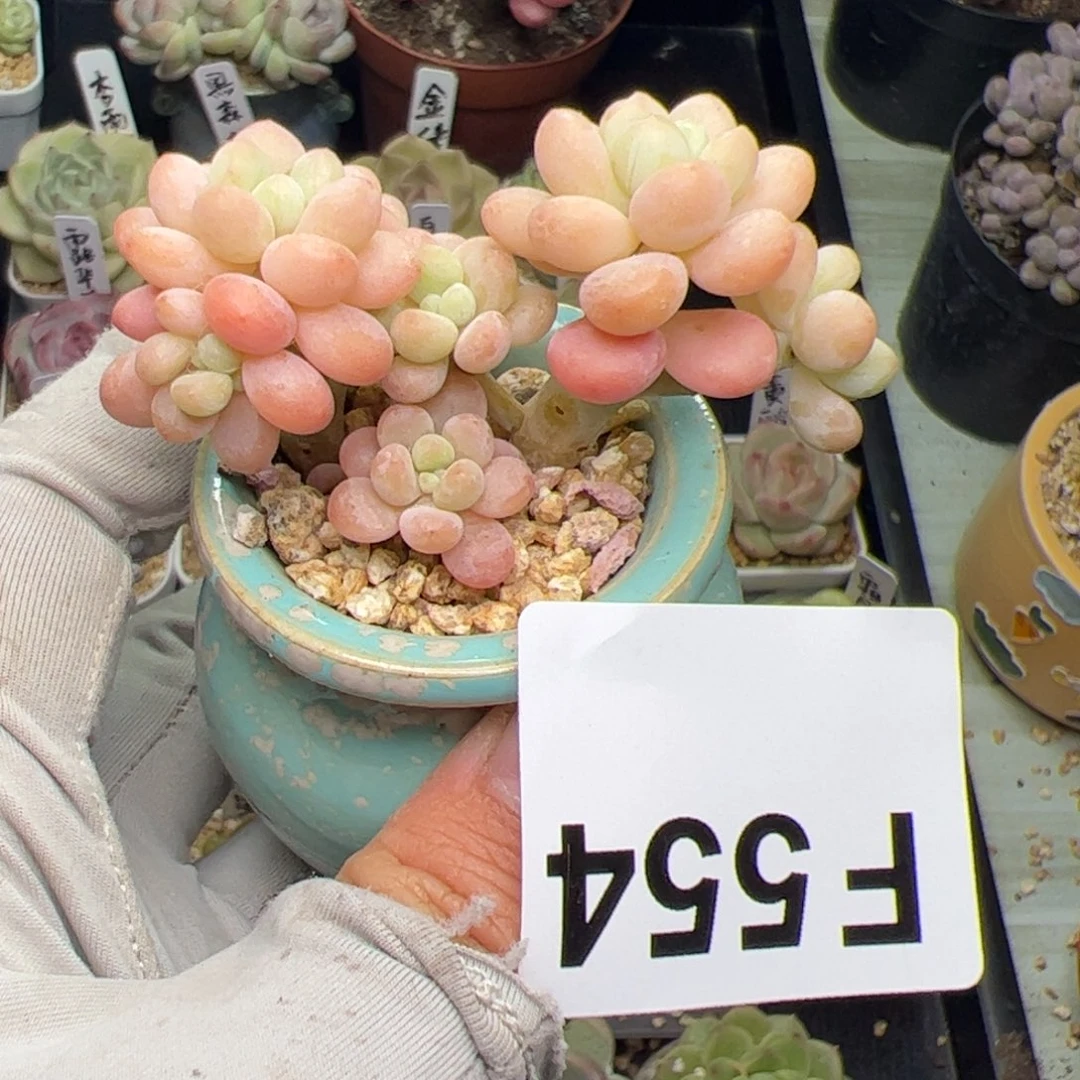 554含盆价多肉植物组合