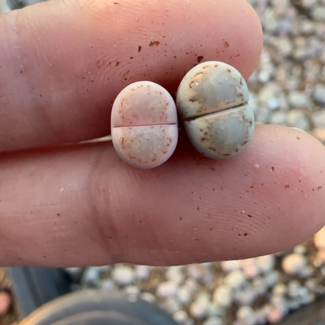 004小个子饼干一对福利