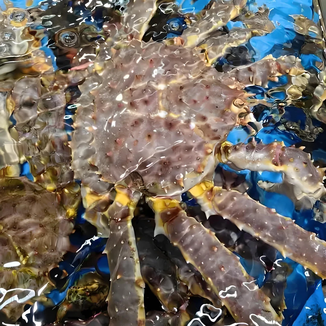 【鲜活】生猛深海帝王蟹（多规格可选）