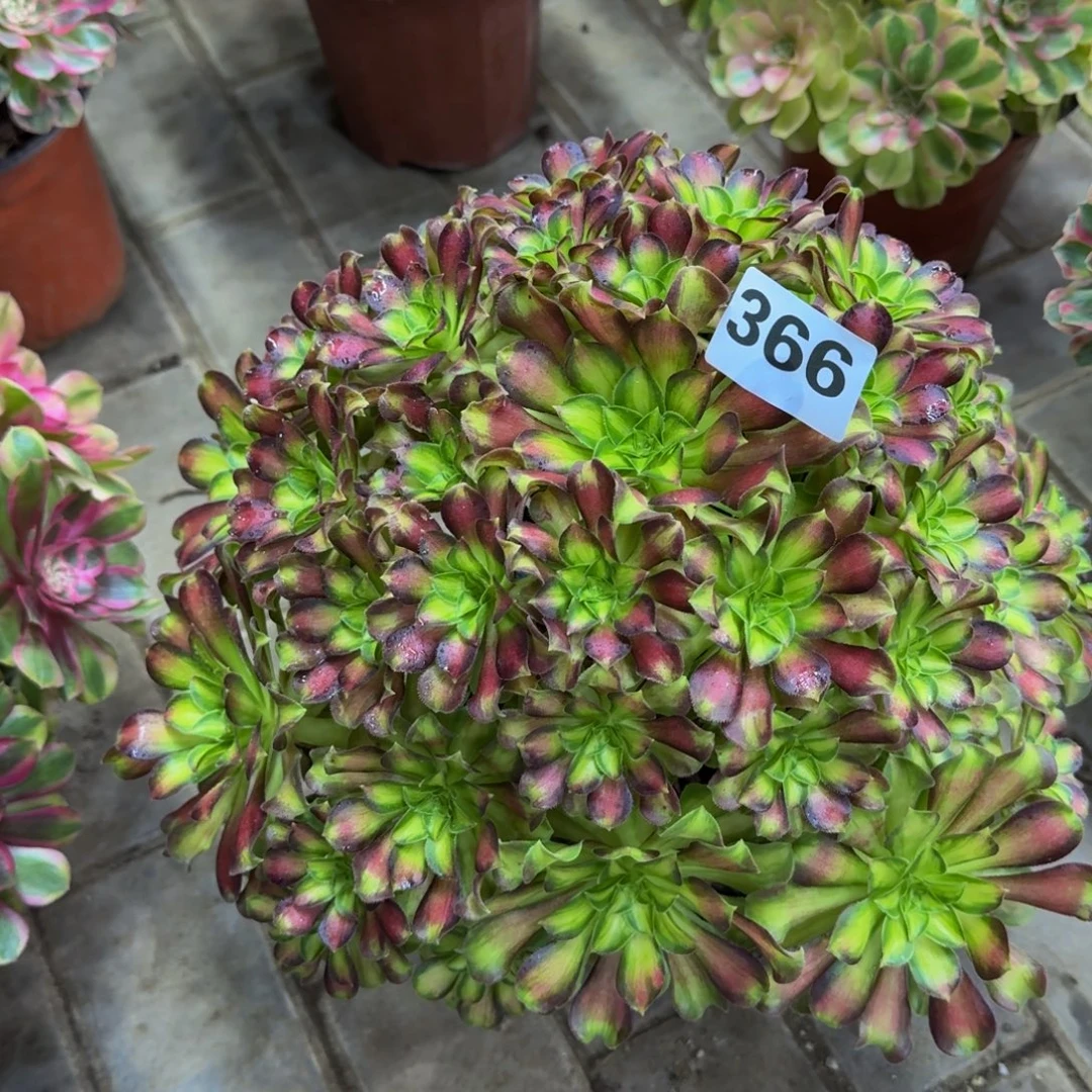 多肉植物366韶华法师