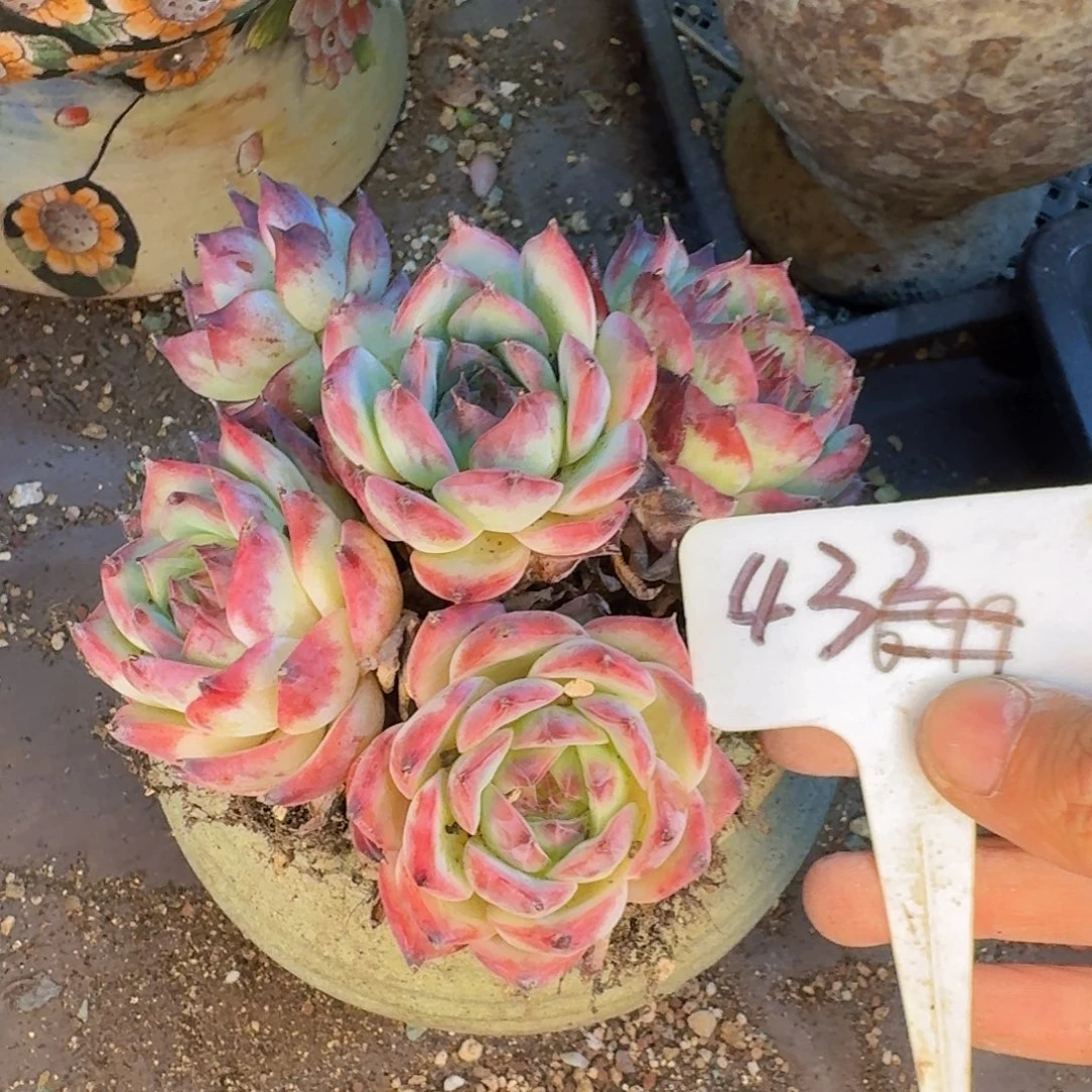 多肉植物的生长发育