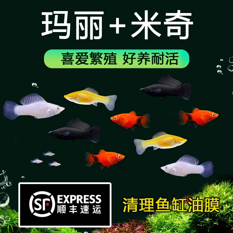 【玛丽+米奇】【顺丰速运】胎生鱼繁殖淡水鱼易活好养小型观赏鱼