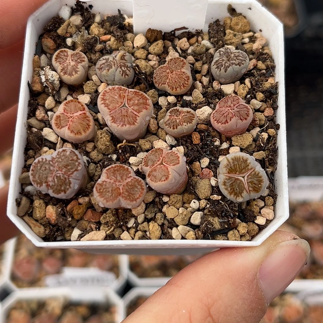 一物一拍红窗菊奔驰9716