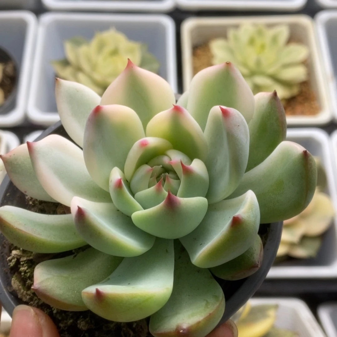 398锦锦锦锦锦锦锦锦
