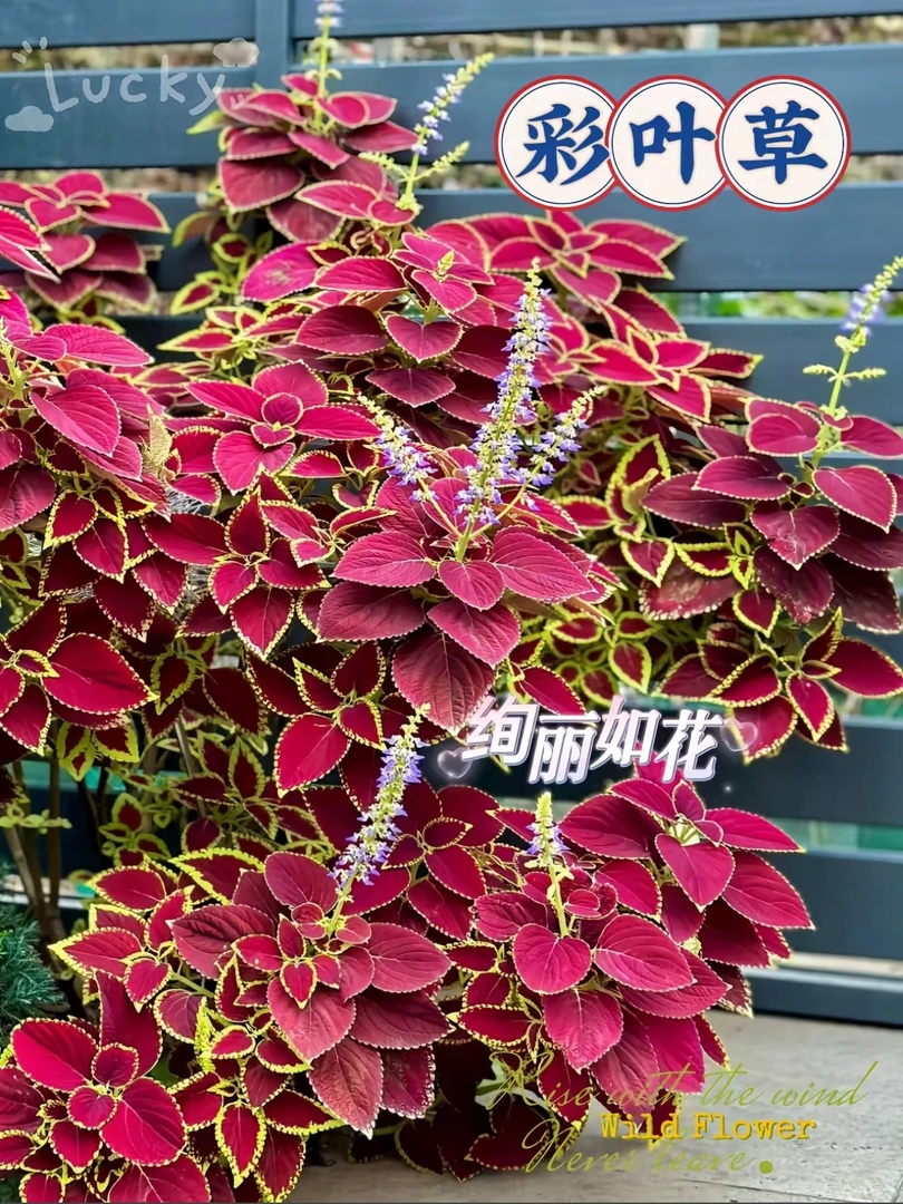 彩叶草盆栽好养观叶花卉适合庭院阳台种植