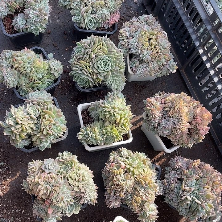 昂斯诺缀化9.9米 量拍多肉