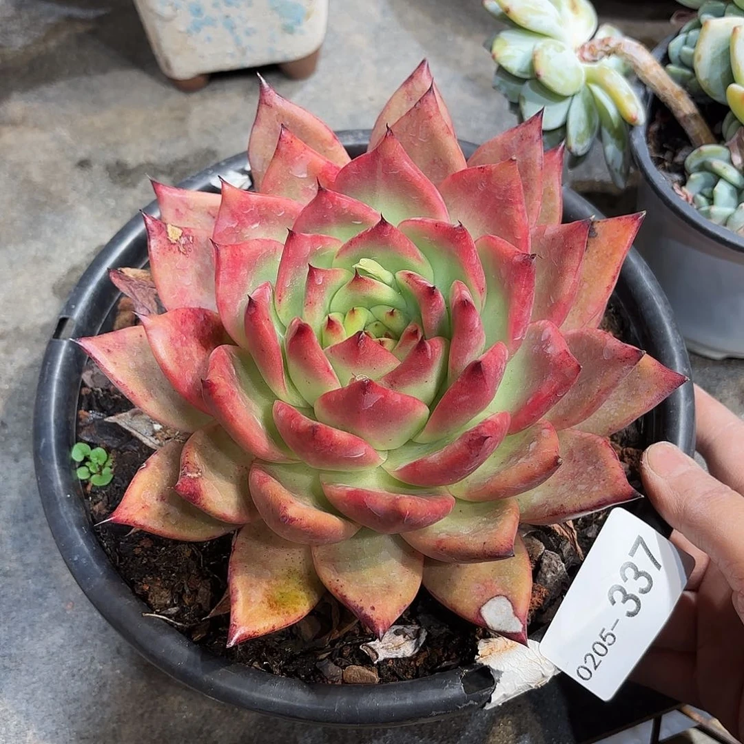 同温层多肉壮壮337