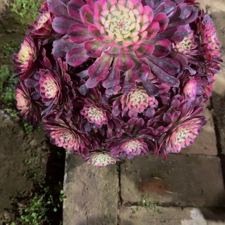 智*红铜超白锦宝塔113肉肉