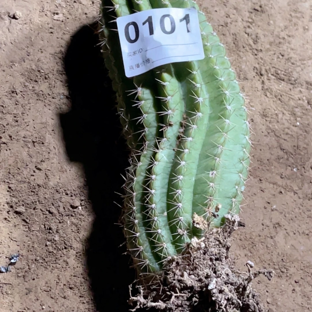 101毛花柱脱土脱盆摘花满20包邮