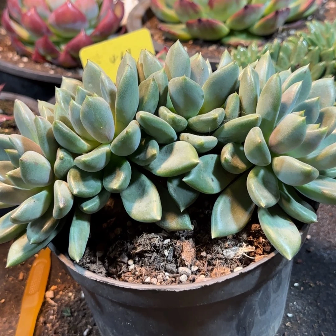 红象牙朵朵追惊鸿一物一拍包装收缩花旱