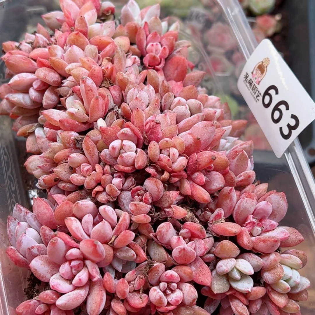 多肉植物多肉植物