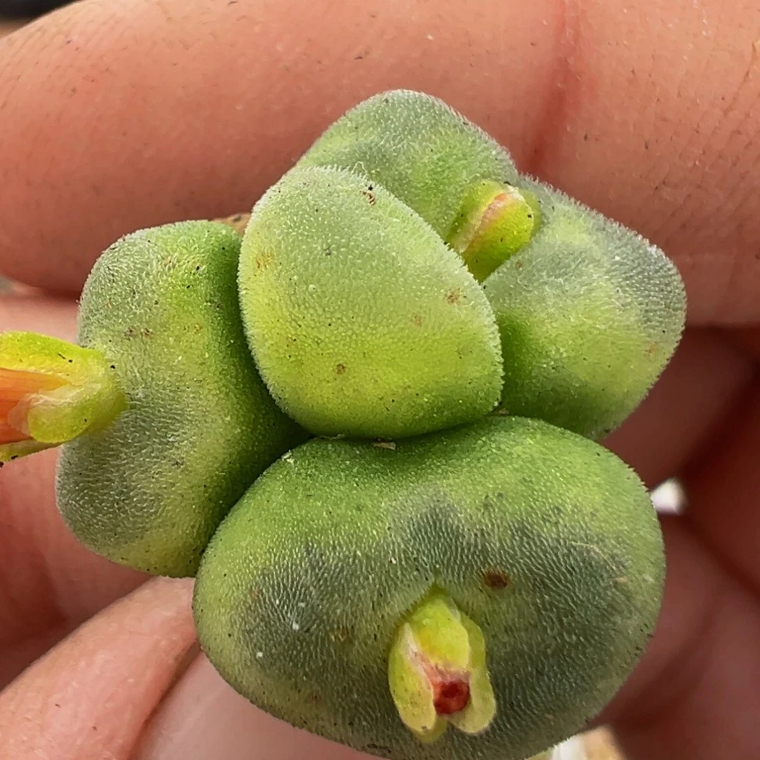60多肉植物百科植物