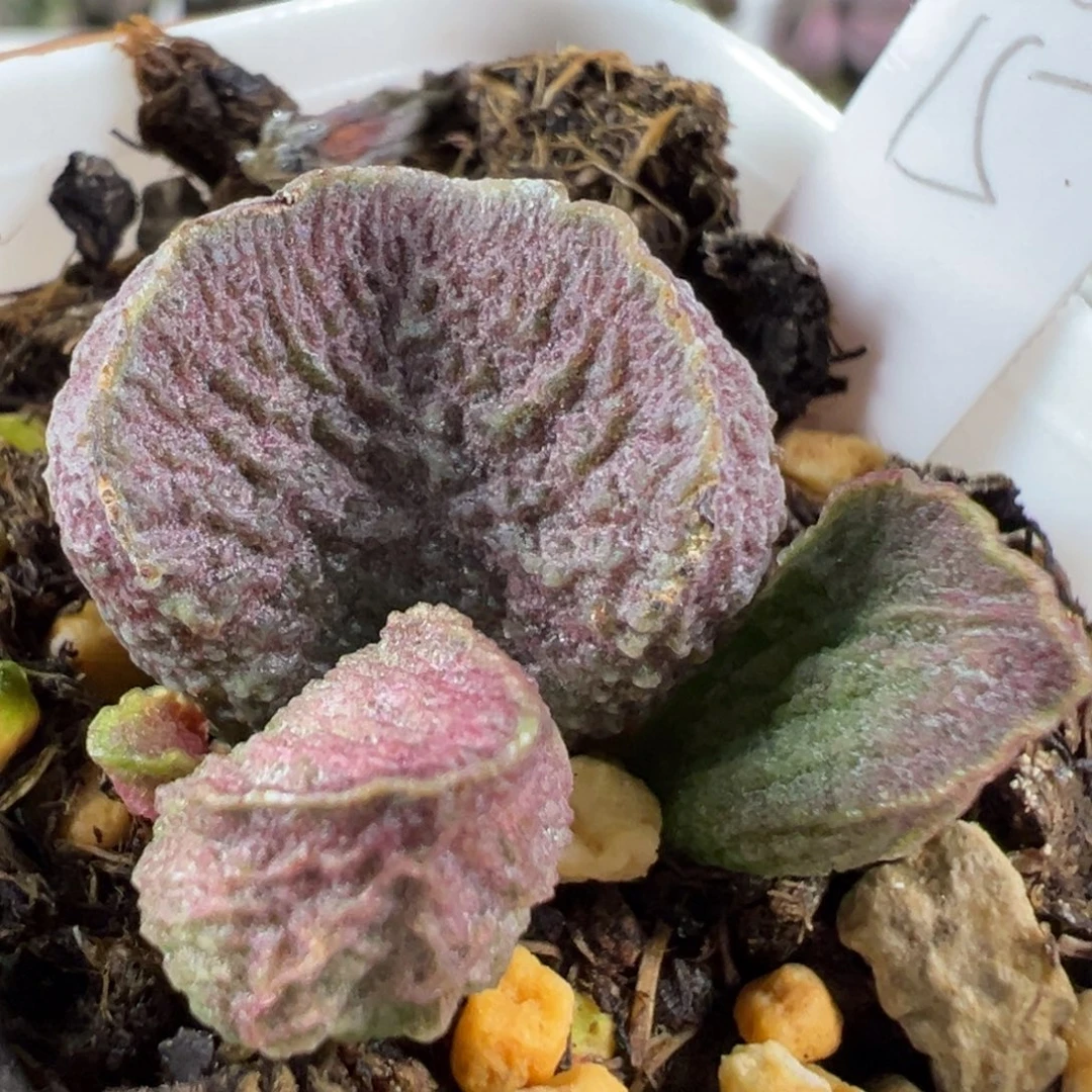 w颗粒款实生新品多肉植物