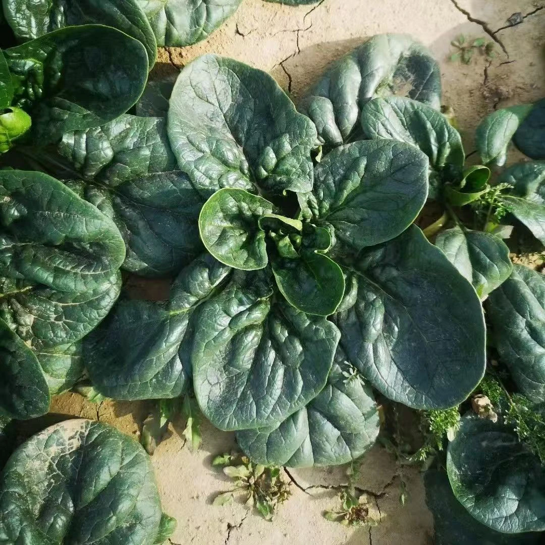 河南新鲜菠菜农家种植现摘现发绿色蔬菜火锅菜当季菜新鲜包邮