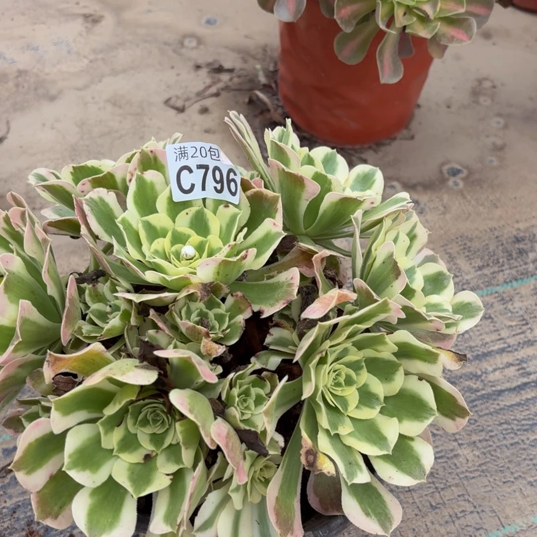 796多肉植物捧花的