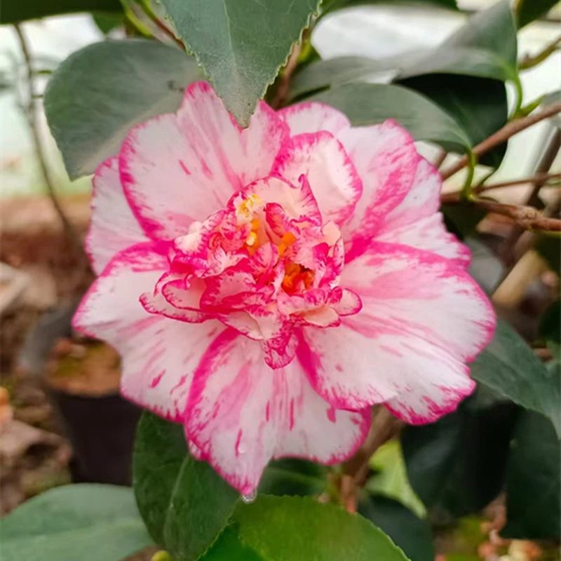 【酒盅花茶花】世界名花之一 酒红色带紫韵 花色高雅 阳台庭院