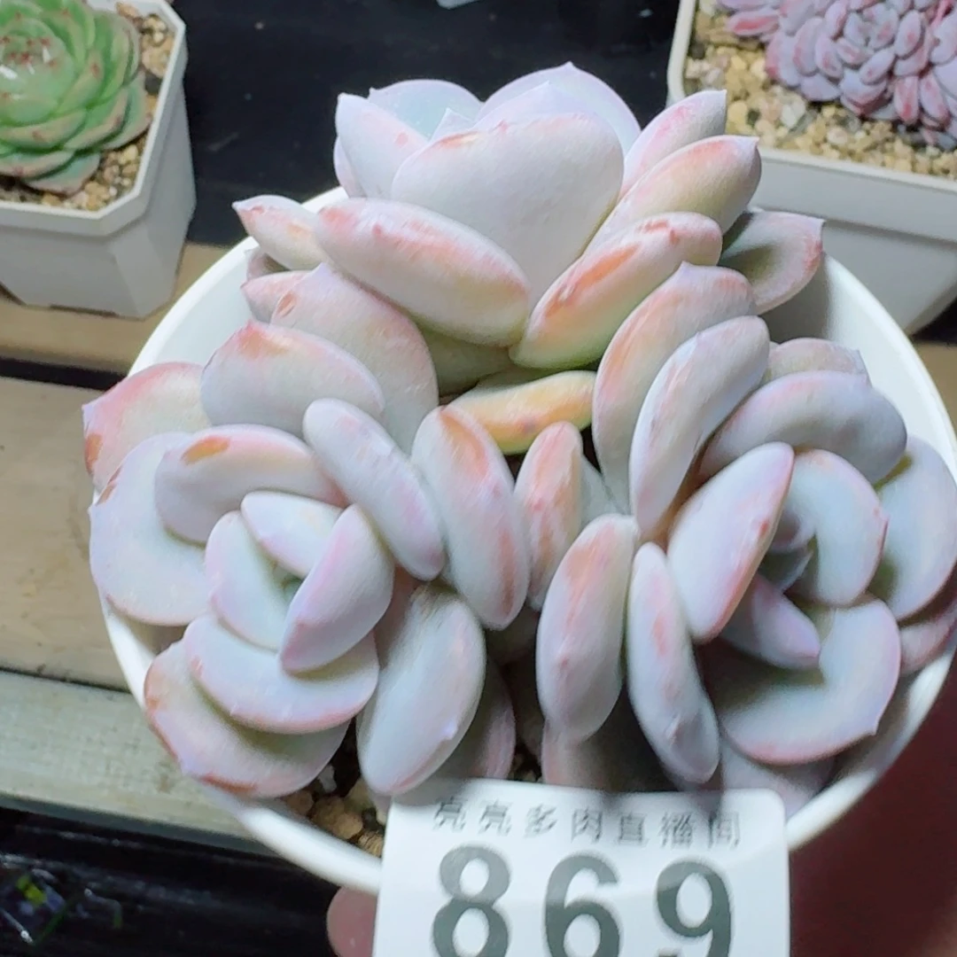 韩版奶茶            精美多肉植物