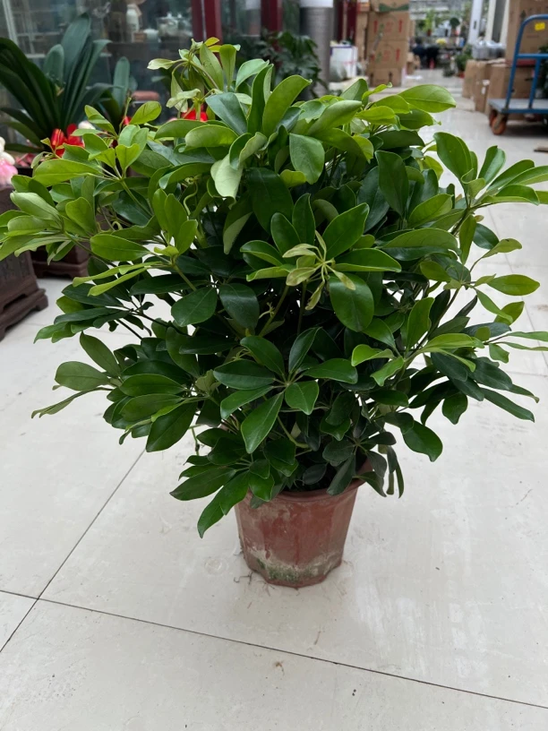 中鸭脚木盆栽八方来财招财树室内室外好养活绿植