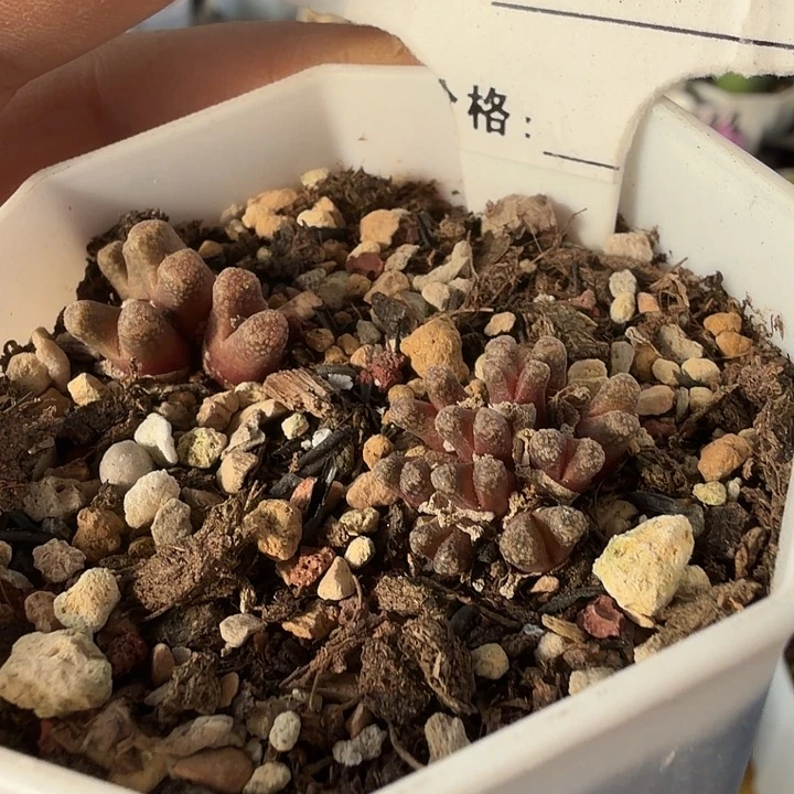 044。一盆火柴头肉锥