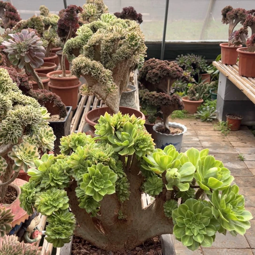 翡翠琉璃微瑕福利