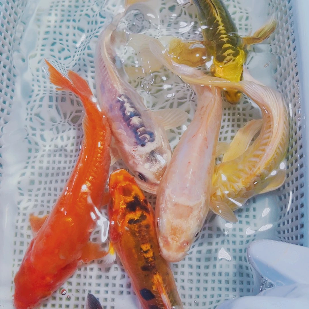 海水鱼锦鲤观赏鱼156