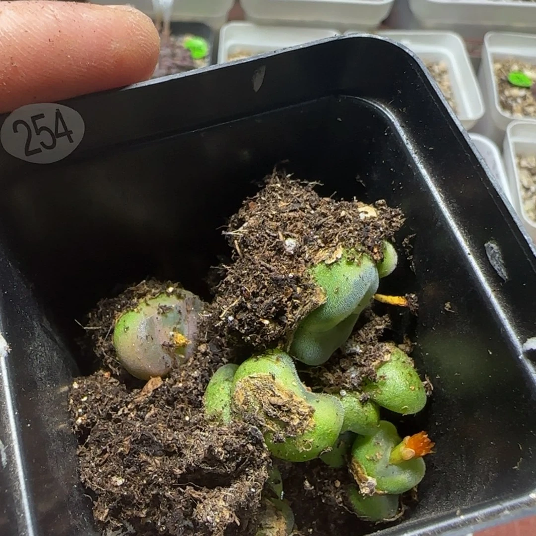 专拍漂亮多肉植物254