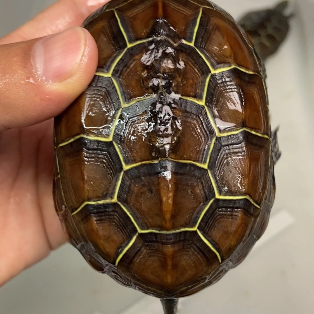 中华草龟不分公母