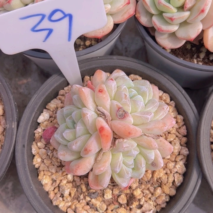 健健康康平平安安