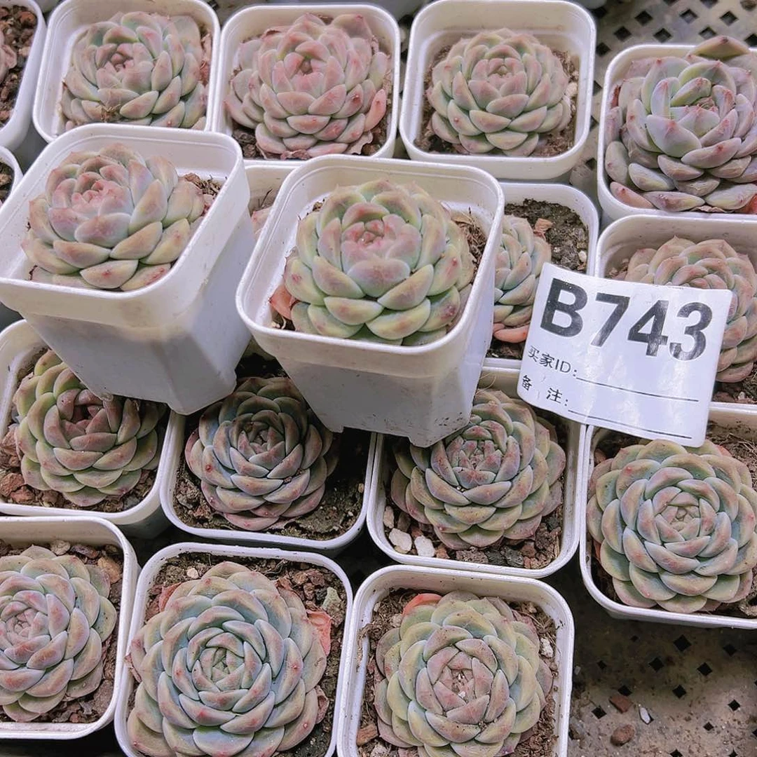 743老琥珀19包邮