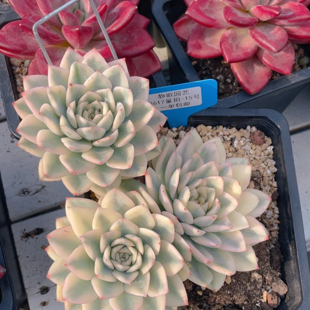 0617-15-月亮仙子锦母本一颗