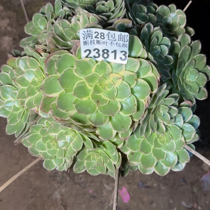 23813莲花座多肉植物