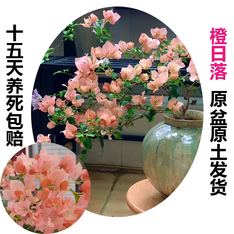 橙日落(三角梅)原生大苗四季开花老桩爬藤植物