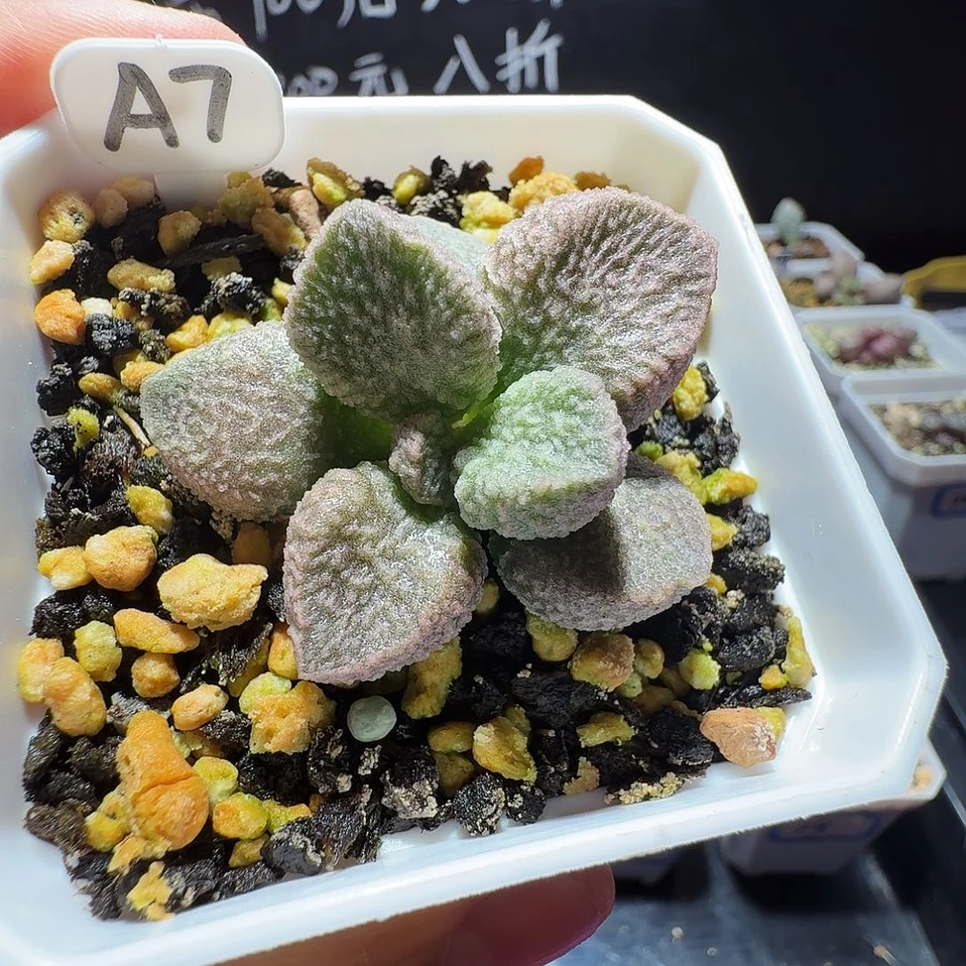 实生水泡，带盆发货，满38包邮，植物售出不退不换