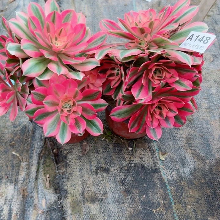 148。149女巫多肉植物