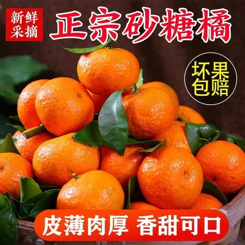 Q顺丰【泡沫箱发】广西沙糖桔小橘子当季薄皮柑橘无籽桔子整箱5/9斤