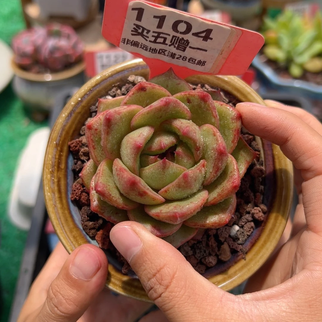 表妹精品多肉1104.