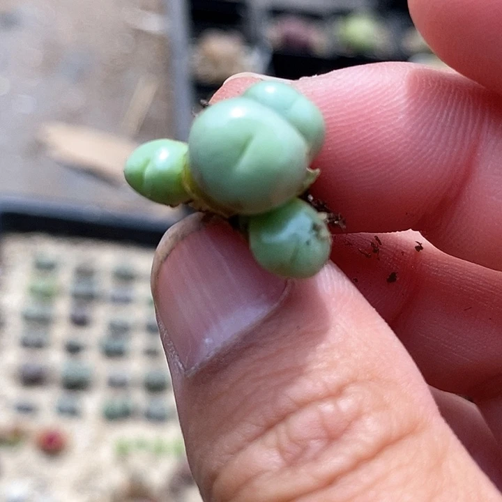 ゛**゛22528小拳拳一颗