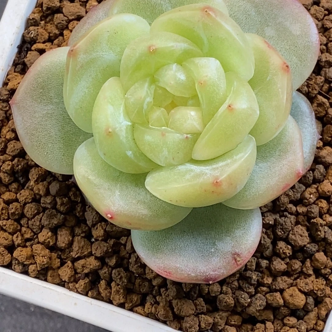 天官赐福百无禁忌