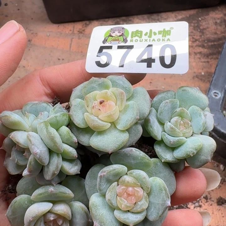 多肉植物多肉植物