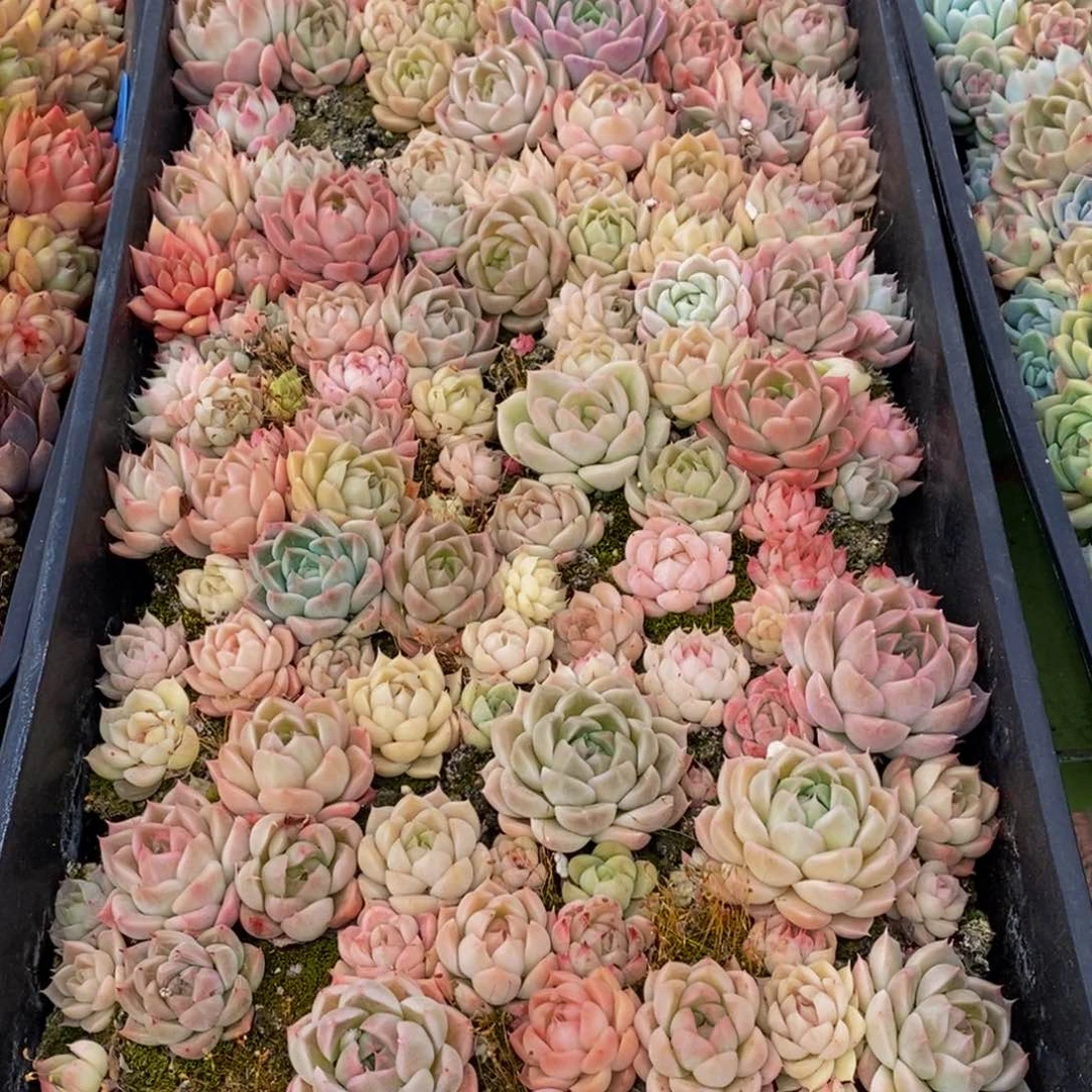 610多肉植物保护研究所所长